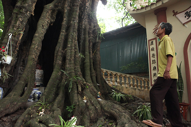 Cây[-]thị[-]nghìn[-]tuổi,[-]chỉ[-]có[-]1[-]quả[-]mỗi[-]mùa[-]ở[-]Hà[-]Nội